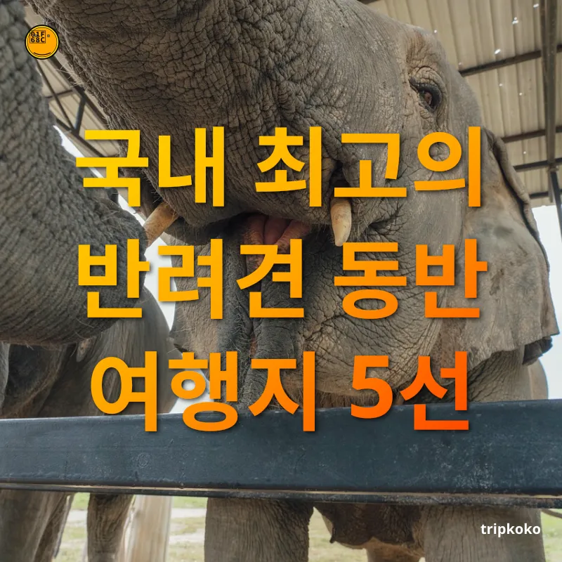 반려견 동반 여행 1. 강릉, 바다와 자연의 완벽한 조화 관련 이미지