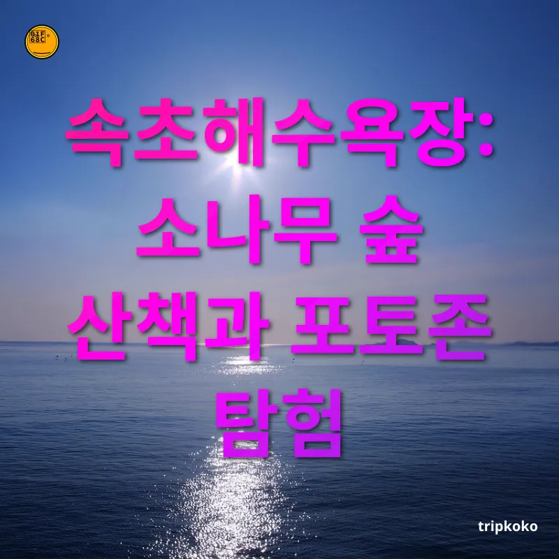 속초 여행 모래사장과 소나무 숲이 어우러진 아름다운 풍경 관련 이미지