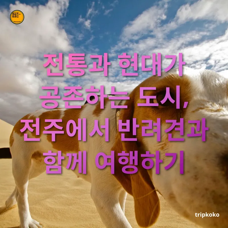 반려견 동반 여행 전통과 현대가 공존하는 도시, 전주에서 반려견과 함께 여행하기 관련 이미지