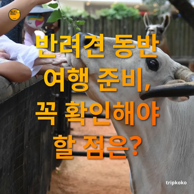 반려견 동반 여행 반려견 동반 여행 준비, 꼭 확인해야 할 점은? 관련 이미지